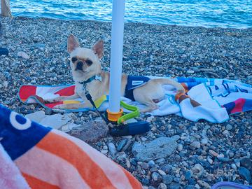 Chihuahua
