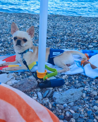 Chihuahua