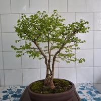 bonsai  olmo minore