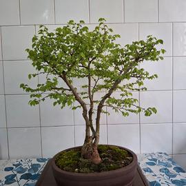 bonsai  olmo minore