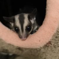 Petauro dello zucchero