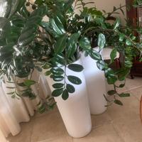 Piante di  Zamioculcas (con vaso h85)pz.2