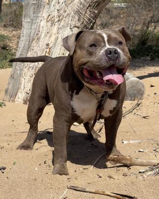 American Bully Pocket (disponibile per cucciolate)