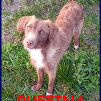 RUFFINA cucciolona simil seguguetta vagava per str