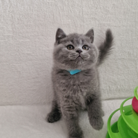 Scottish fold e straight