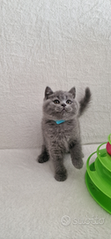 Scottish fold e straight