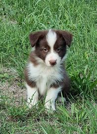 Cuccioli di border collie
