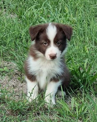 Cuccioli di border collie