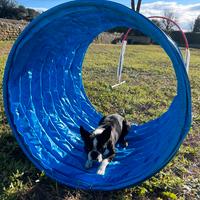 Monta Boston Terrier