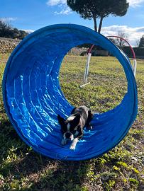 Monta Boston Terrier