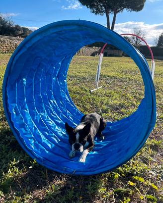 Monta Boston Terrier