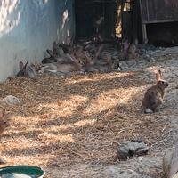 Coniglietti selvatici