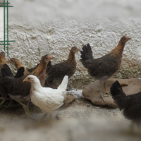 Polli Galli Galline uova