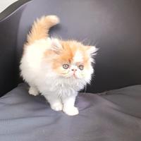 Cucciolo gatto persiano