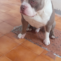 Maschio American bully per monta