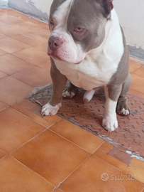 Maschio American bully per monta