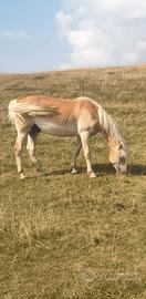 Puledro haflinger