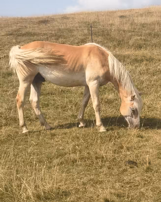 Puledro haflinger