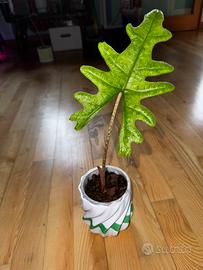 Alocasia Jacklyn