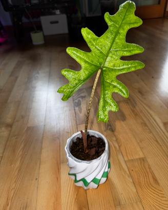 Alocasia Jacklyn