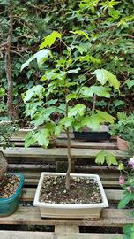 bonsai misti