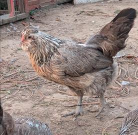 Gallina ornamentale araucana inglese