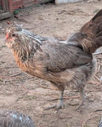 Gallina ornamentale araucana inglese
