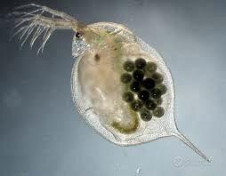 Starter Daphnia/Dafnia per acquario o lago