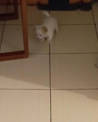 Chihuahua
