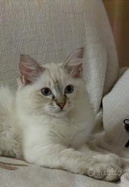 Gattini