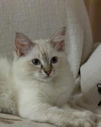 Gattini
