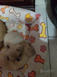 Chiuhaha