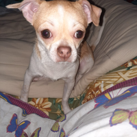 Cuccioli di chihuahua