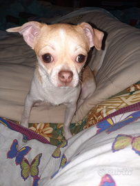 Cuccioli di chihuahua