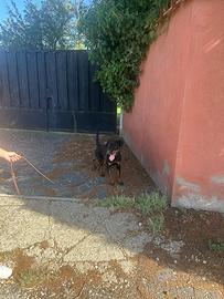 Rottweiler cucciolona 9 mesi