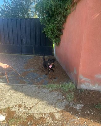 Rottweiler cucciolona 9 mesi