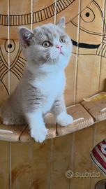 British Shorthair Pedigree ufficiale