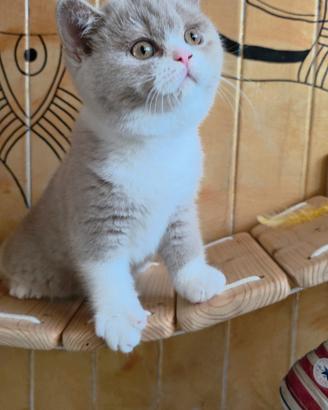 British Shorthair Pedigree ufficiale