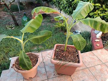 piante di banano + piante per giardino 