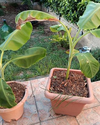 piante di banano + piante per giardino 