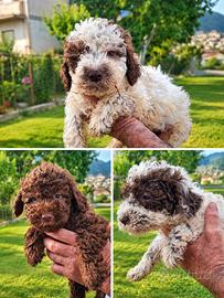 Cuccioli di Lagotto Romagnolo figli di cercatori d