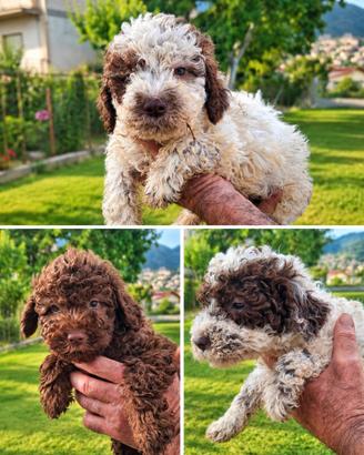 Cuccioli di Lagotto Romagnolo figli di cercatori d