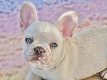 Cuccioli Bulldog francese esotici