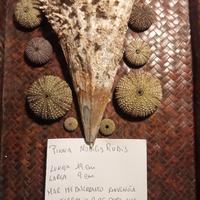 conchiglia bivalva gigante nobilis rudis e ricci 