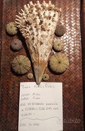 conchiglia bivalva gigante nobilis rudis e ricci 