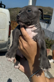 Cuccioli pitbull