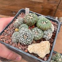 Cactus pianta grassa piante