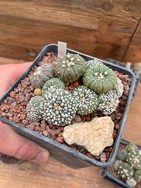 Cactus pianta grassa piante