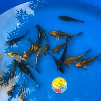 Carpe koi