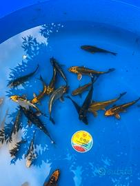 Carpe koi